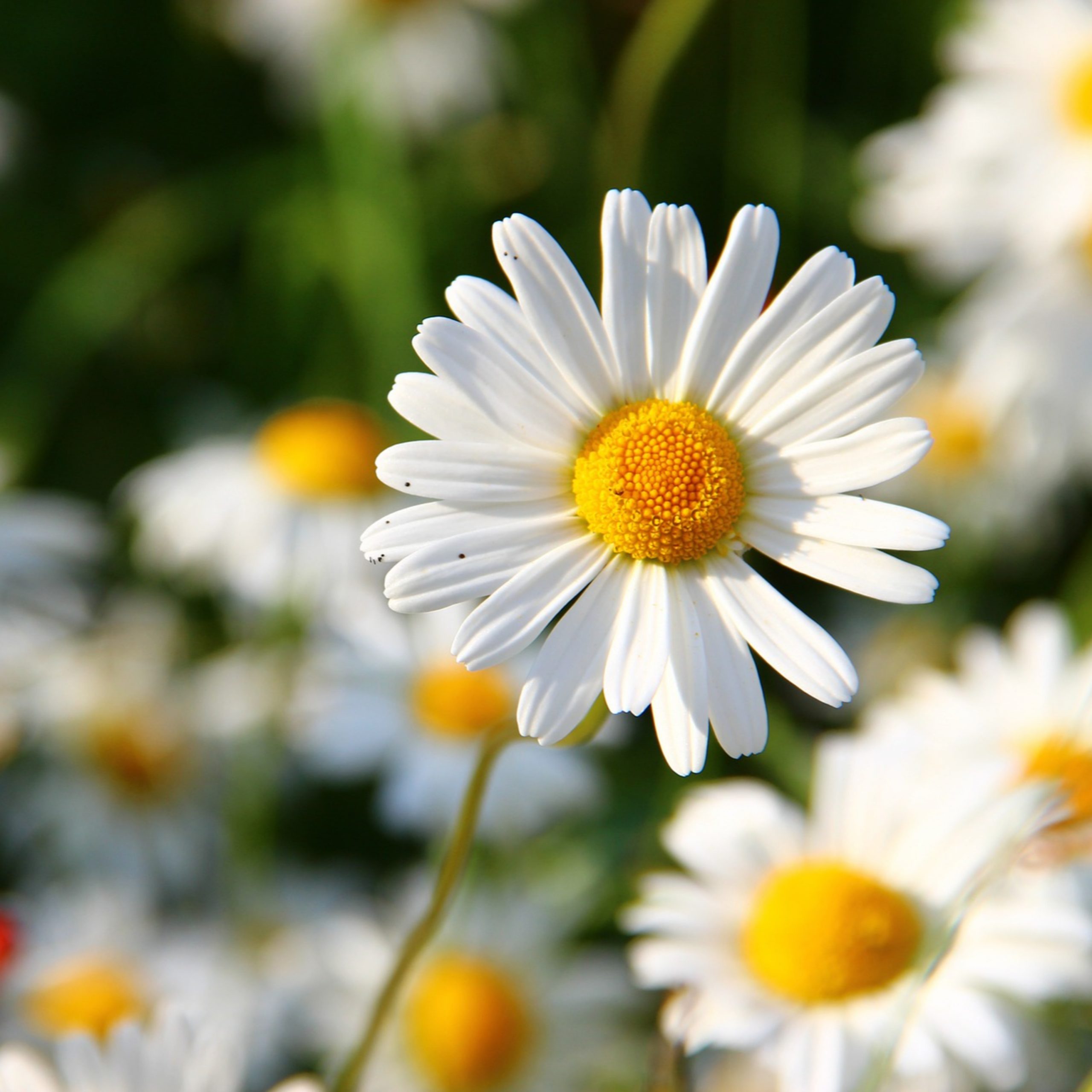 Energie-Update: Sommersonnenwende 2021 – Startrampe in die neue Zeit – Abschied vom alten Ich