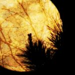 Birgit Golms