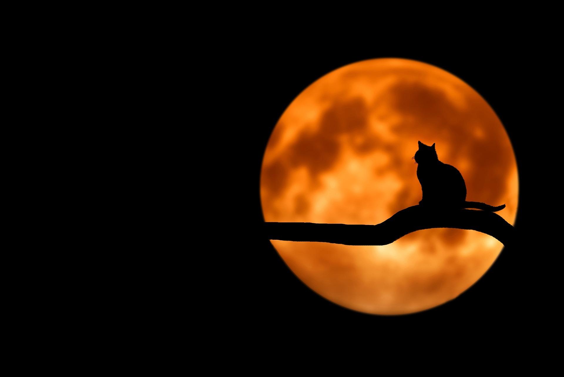 Halloween: Wie ich es feiere. Anders, als Du denkst - Birgit Golms - Theta Bridge - Seelenplanexpertin & Mentorin